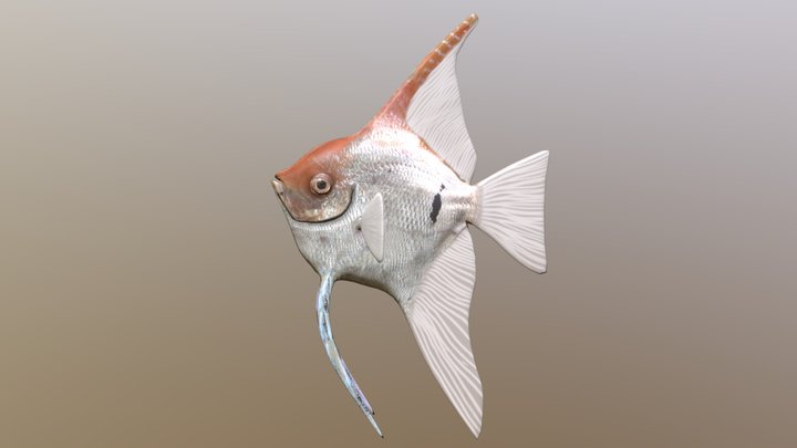 Freshwater Angelfish 3D Model