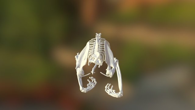 Feline Forelimb, And Spine 3D Model