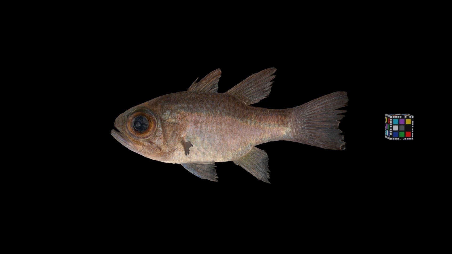 バンダイシモチ Bigeye Cardinalfish, N. bandanensis