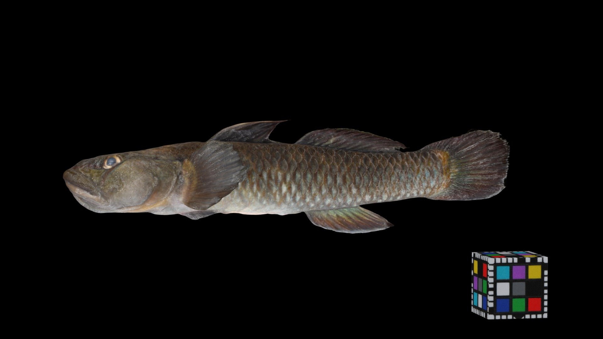 トウヨシノボリ Freshwater Goby, Rhinogobius sp. OR