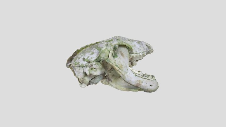 Badger skull mouth opened Kiri masked – Modello 3D gratuito STL