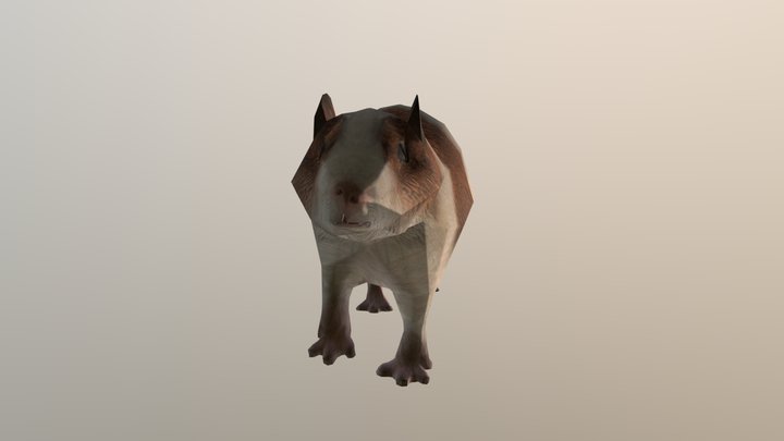 Guinea Pig
