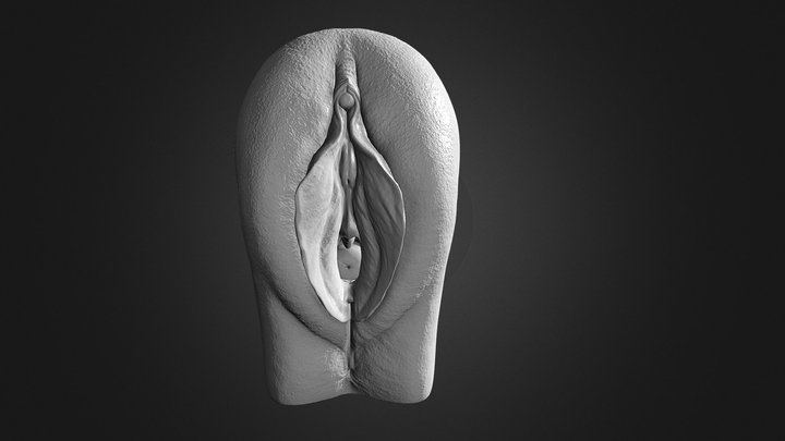 Vagina – Morphology Studies 3D Model