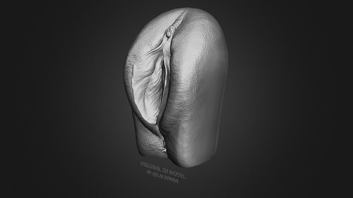 Anatomy of the Vagina for Study 3D Model