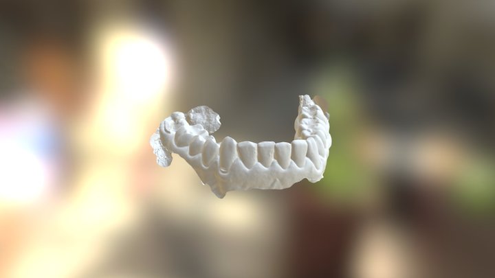 Houda Lower Jaw 3D Model