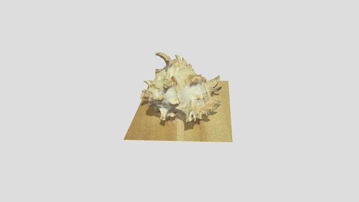 shell 3D Model