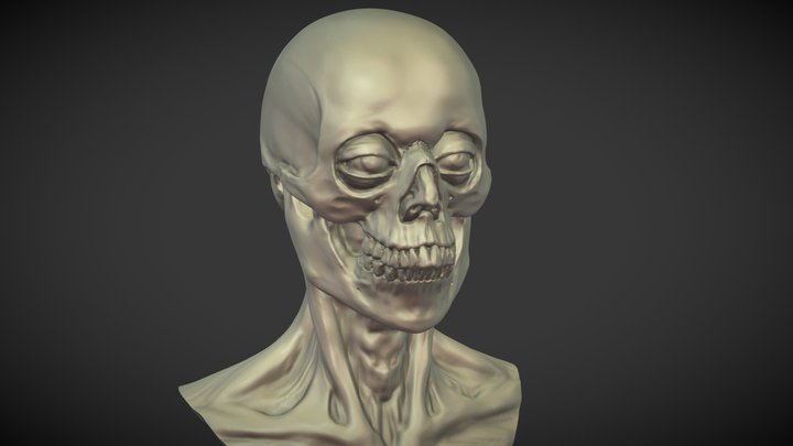 Anatomy head STL 3D Model
