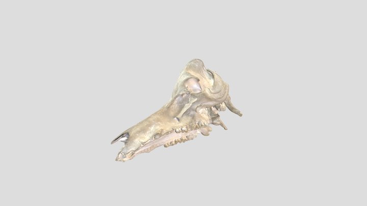 Swine-anatomy 3D models - Sketchfab