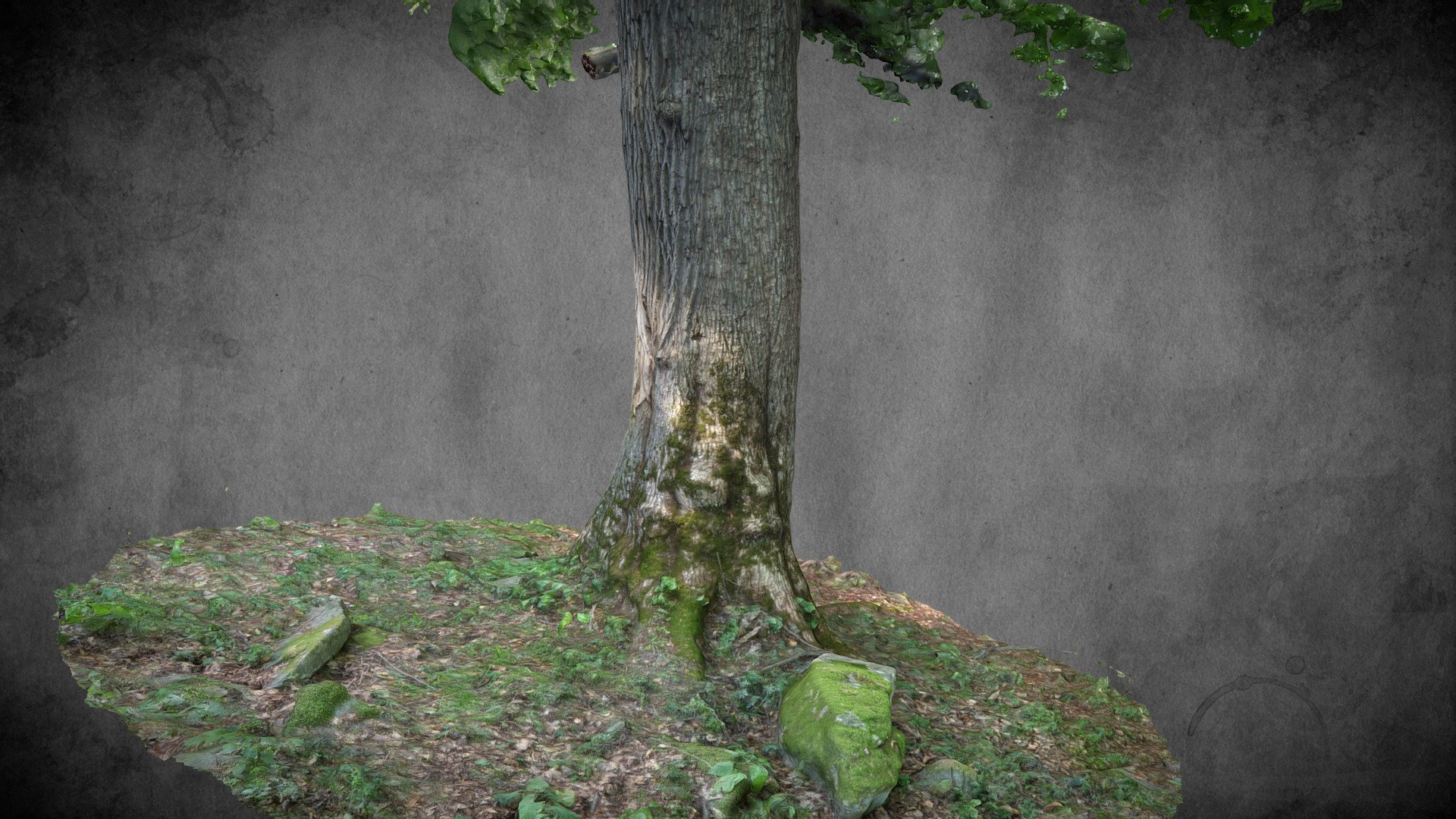 Spitzahorn - Stausee Dobra (Maple Tree)