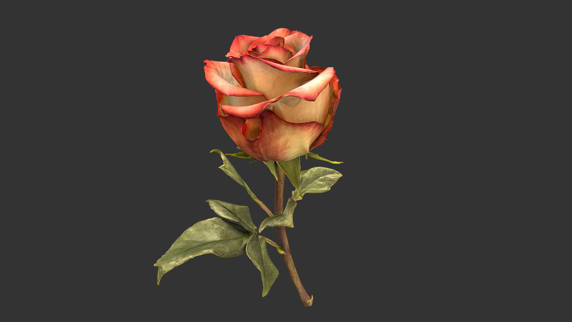 3D model Rose - This is a 3D model of the Rose. The 3D model is about a close up of a rose.