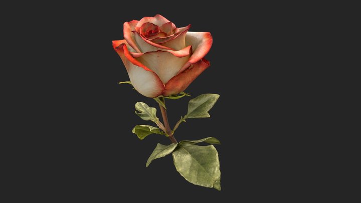 Rose 3D Model