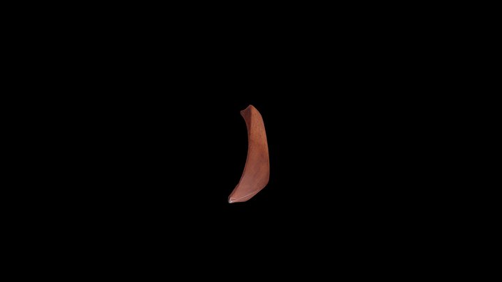 Canoe 3D Model