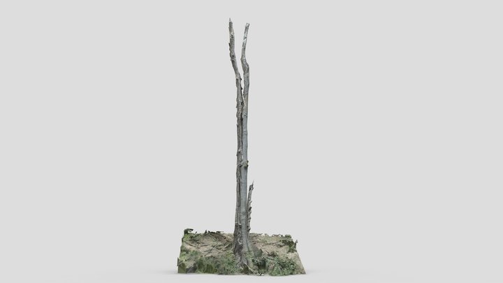 strom_Halenkov_HD 3D Model