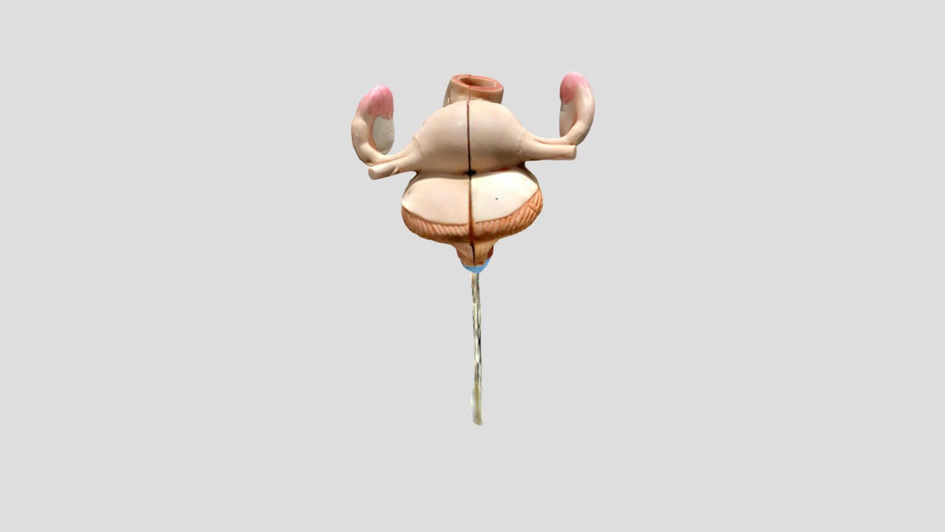 Uterus - 3D model by virtual_lab [376b6c1] - Sketchfab