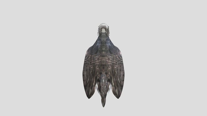 harpy eagle 3D Model