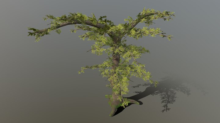 Oak Tree 3D Model