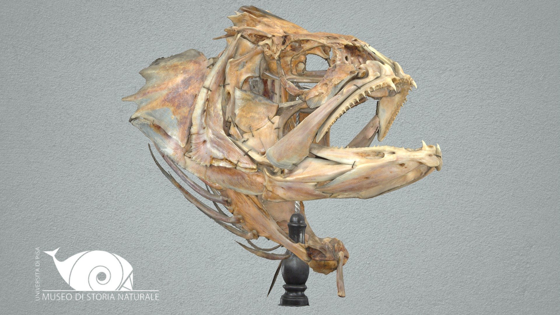 Dusky grouper - 3D model by Natural History Museum, University of Pisa ...