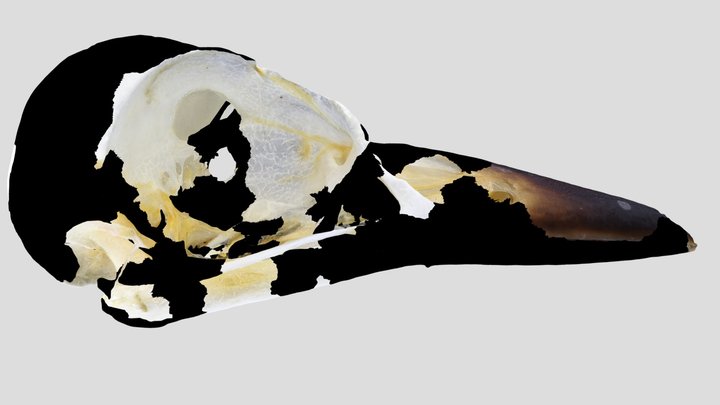 UWYMV:Bird:1203, Tyrannus verticalus, Skull – Kostenloses 3D-Modell STL
