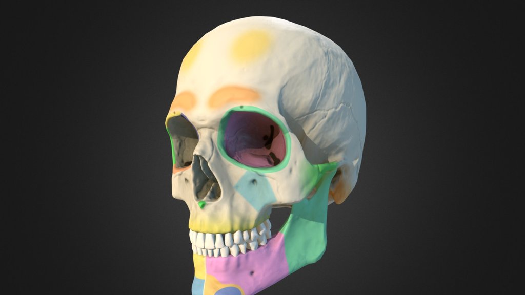 Face Anatomy - A 3D model collection by Leandro6 (@Leandro6) - Sketchfab
