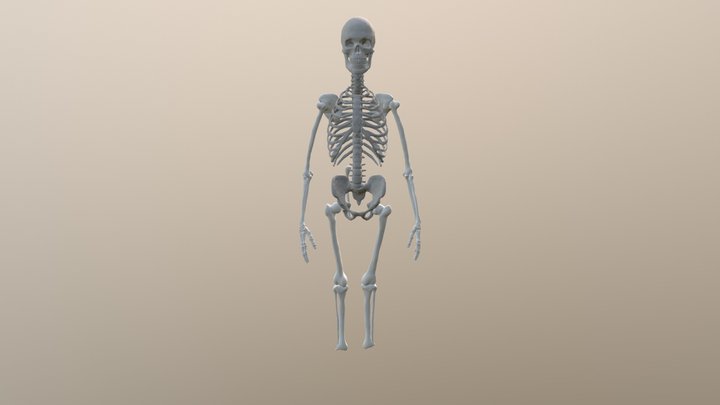 Human skeleton (practice) 3D Model