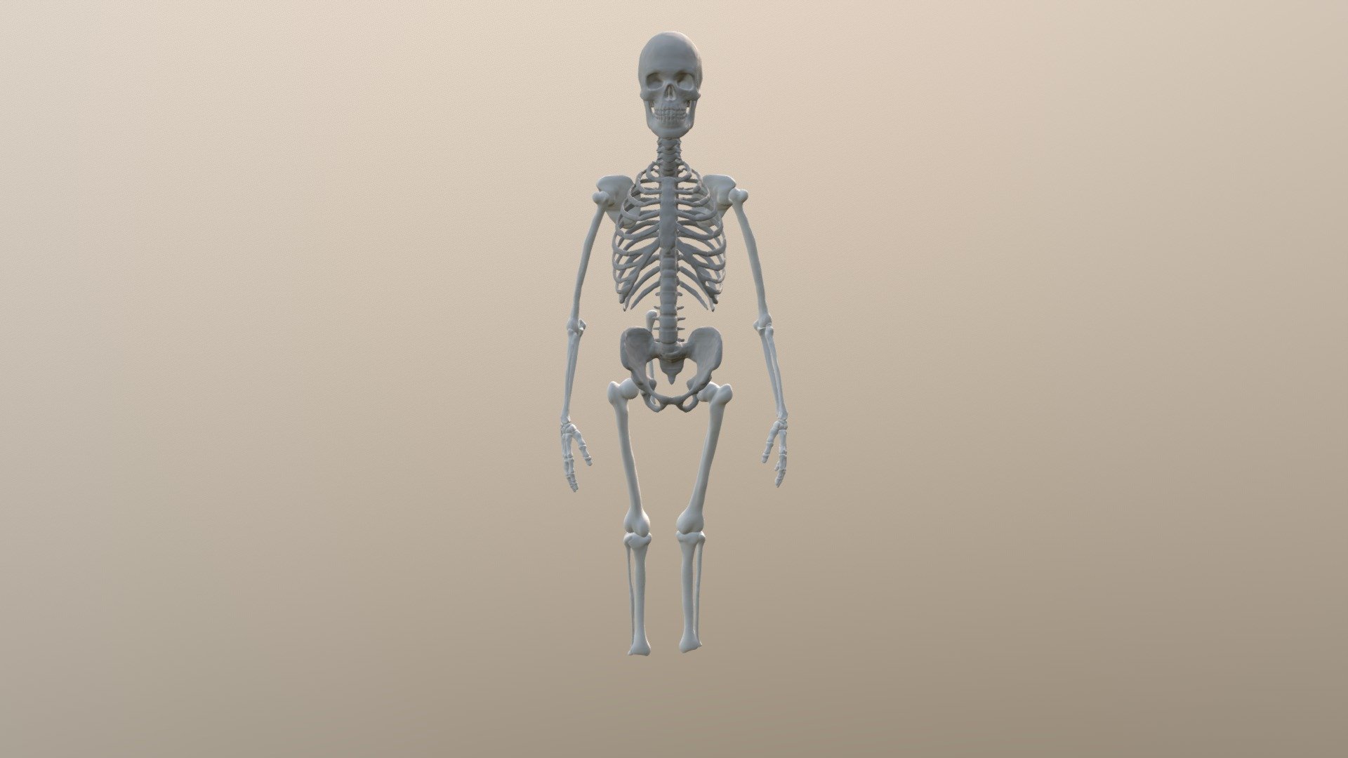 Human skeleton (practice)