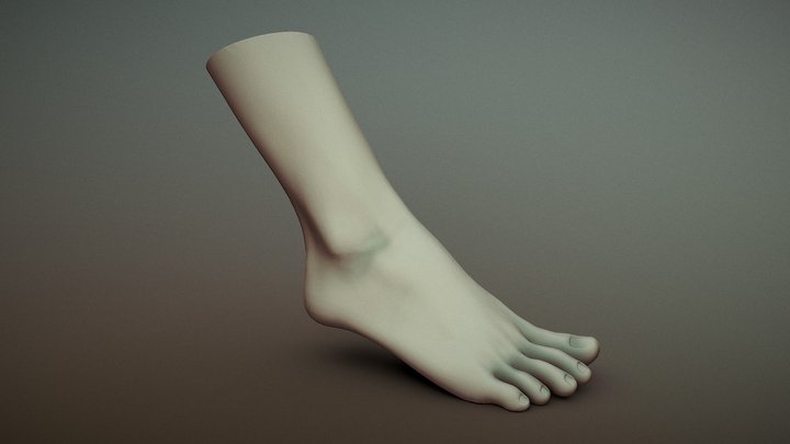 Female Foot 3D Model
