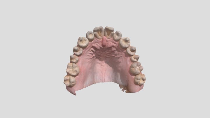 Raw Preparation Scan1111 3D Model