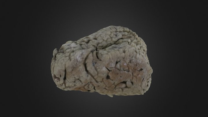 Porifera: Spongia officinalis – Gratis 3D-model STL