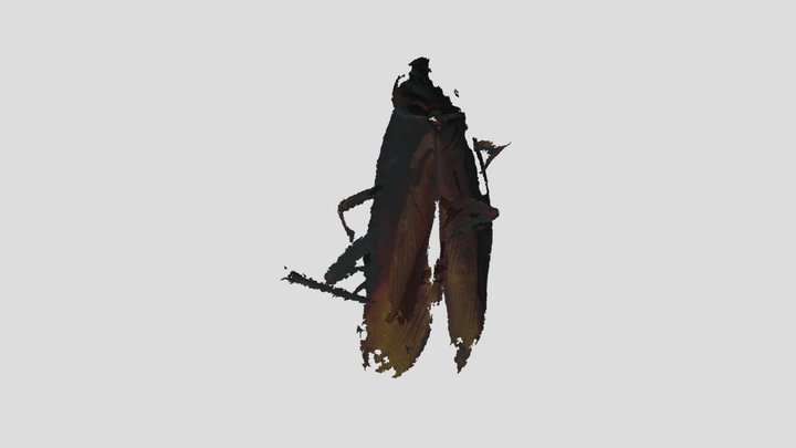 蜚蠊展翅 3D Model