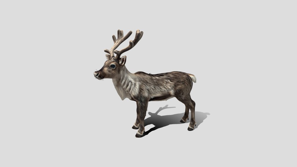 Baby Autumn Stag