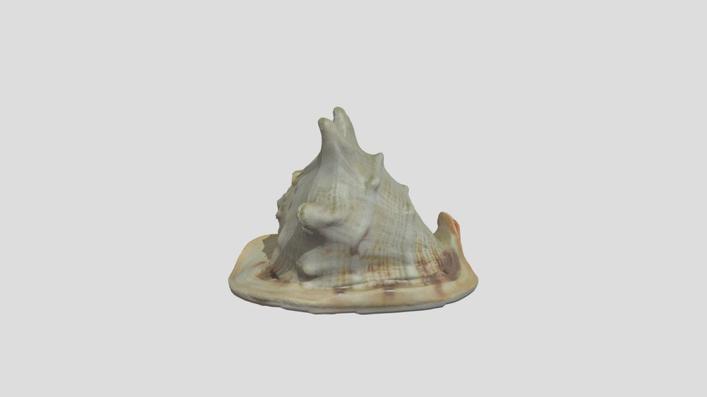 Large Shell Photoscanned