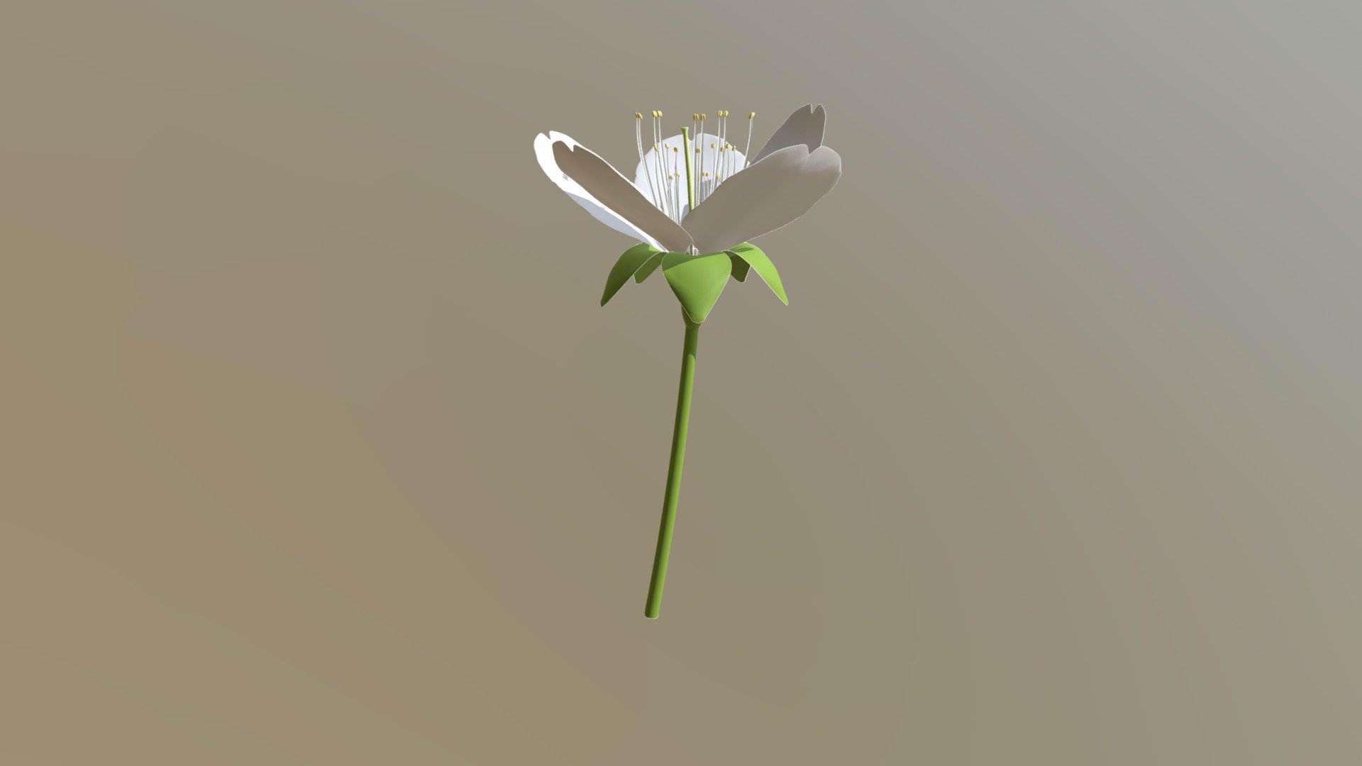 Fleur de. Cerasus vulgaris