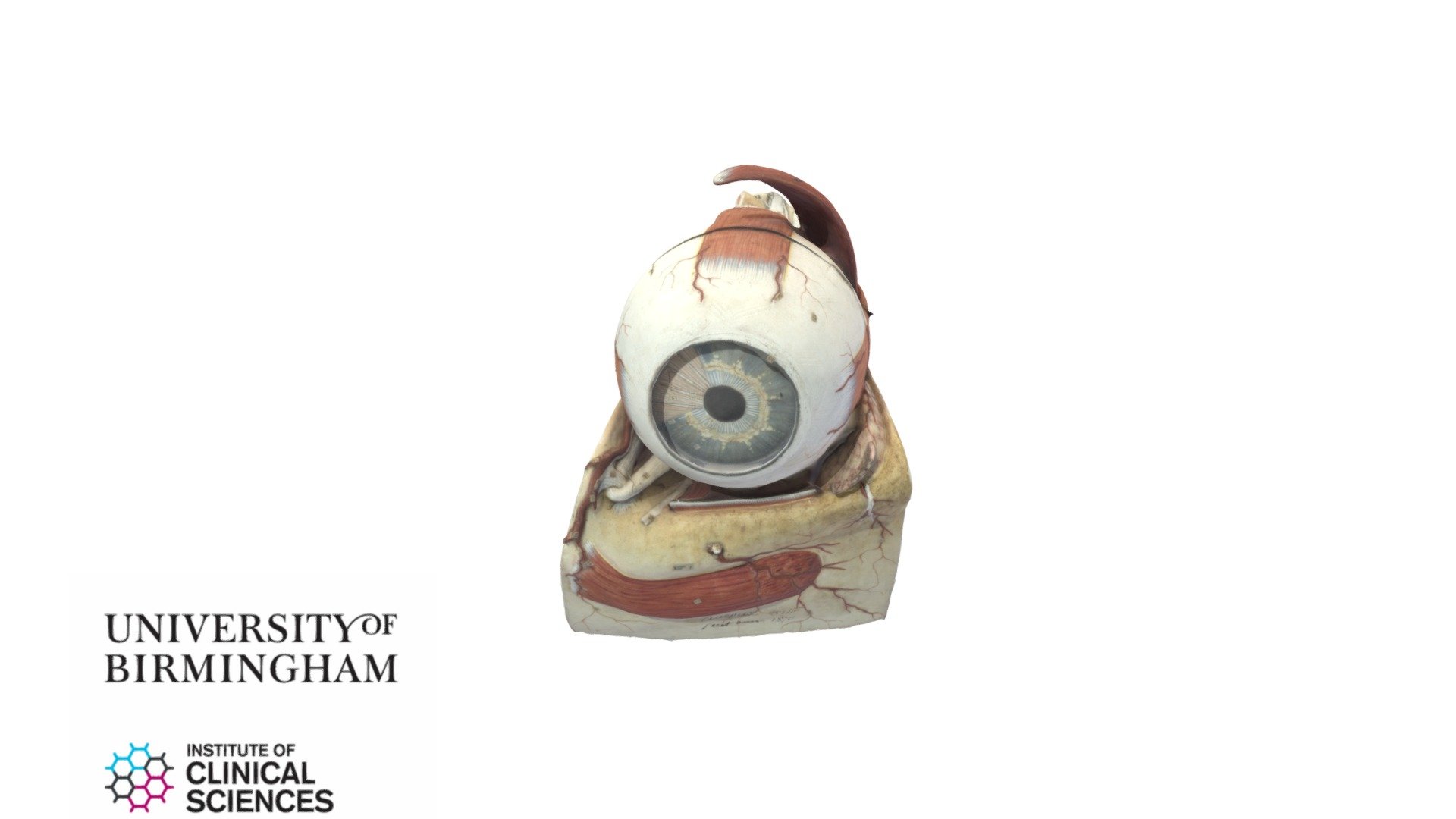 Model of human eye