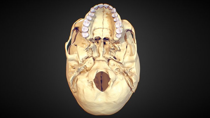 Inferior View of the Skull 3D Model