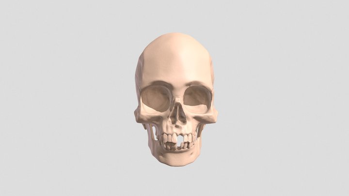 Child Skull 3D Model