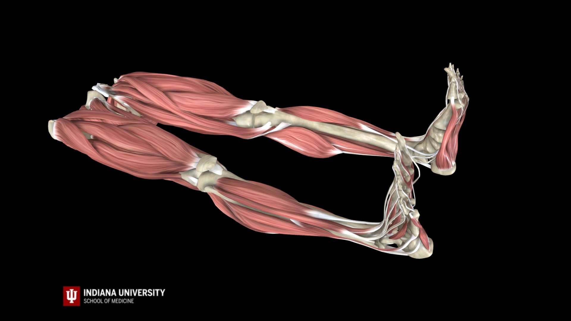 Knee - MCL: Valgus Stress Test - Male - 3D model by IU Indianapolis ...