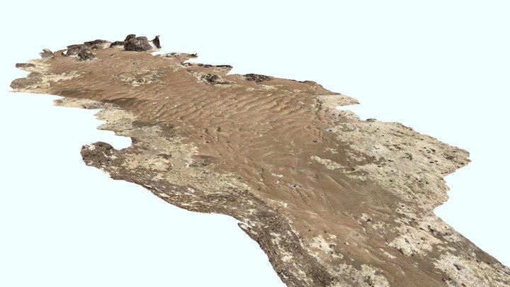 Rides de sables et bioturbations 3D Model