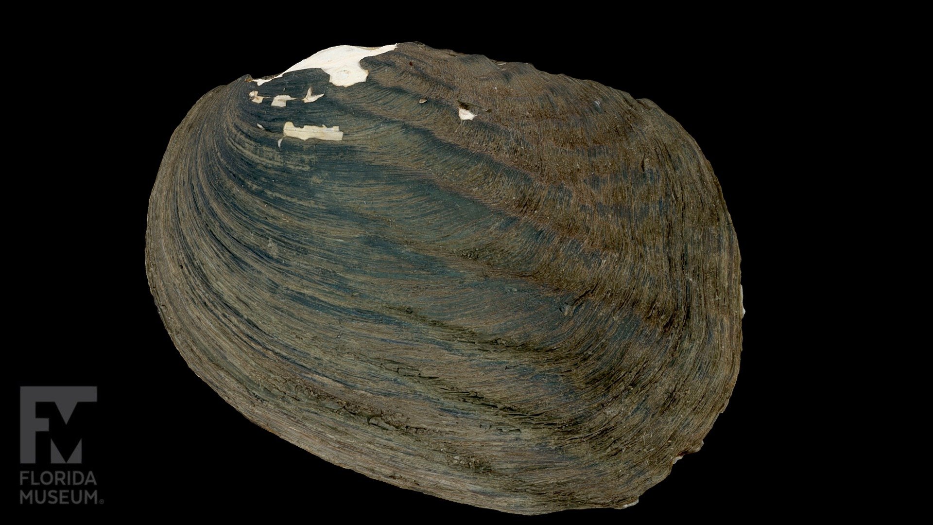 Fat Threeridge Freshwater Mussel 3D model by FloridaMuseum [3791c6a