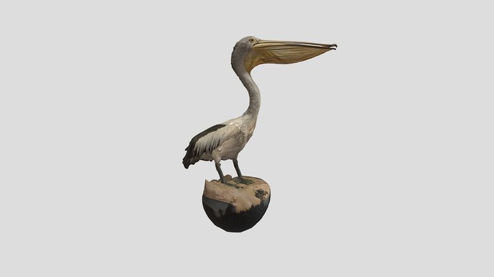 Mounted Pelican Specimen 3D Model