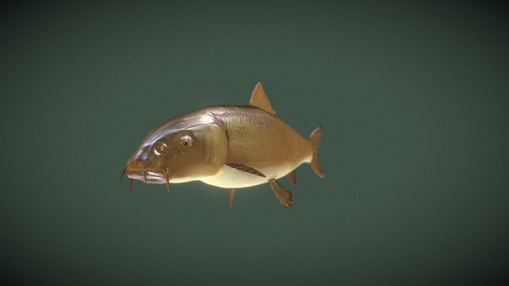 Barbel Fish 3D Model