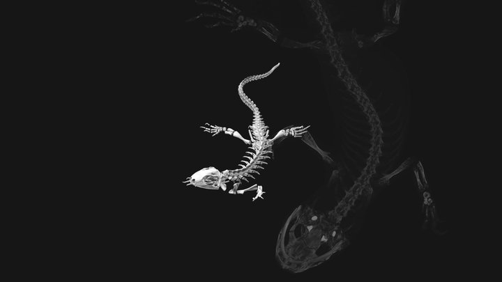 Japanese fire belly newt [CT scan] 30% 3D Model