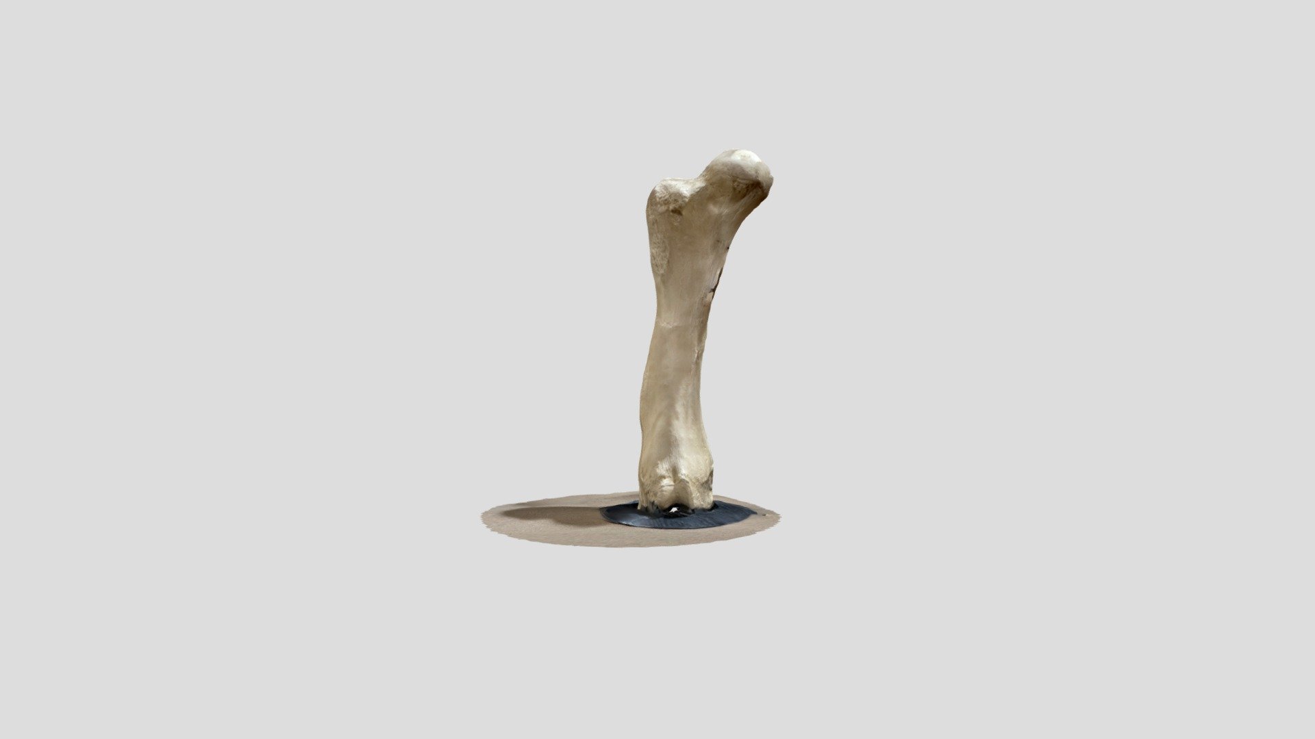 Mammoth femur