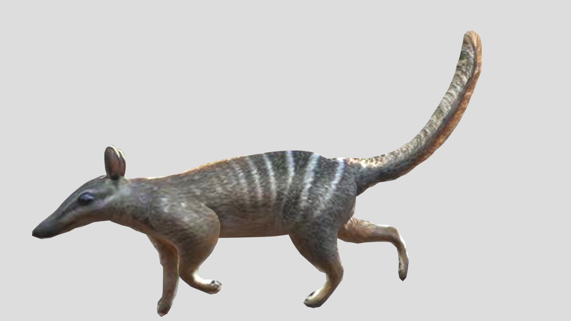 Numbat