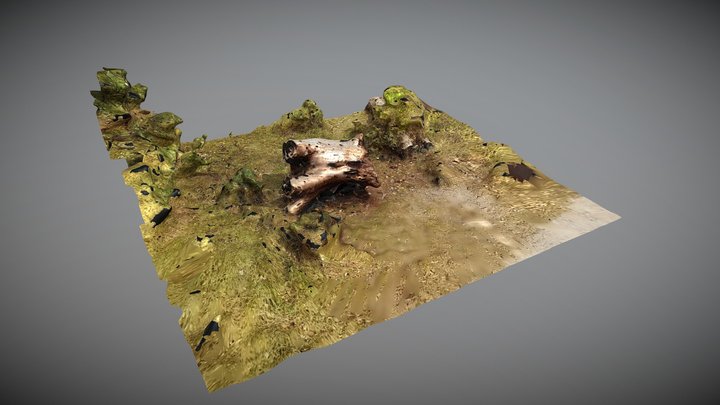 Tree Stump 3D Model