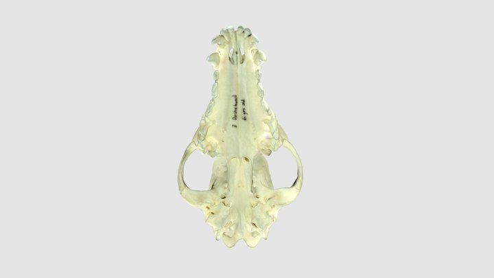 Canine Cranium - Dachshund 3D Model