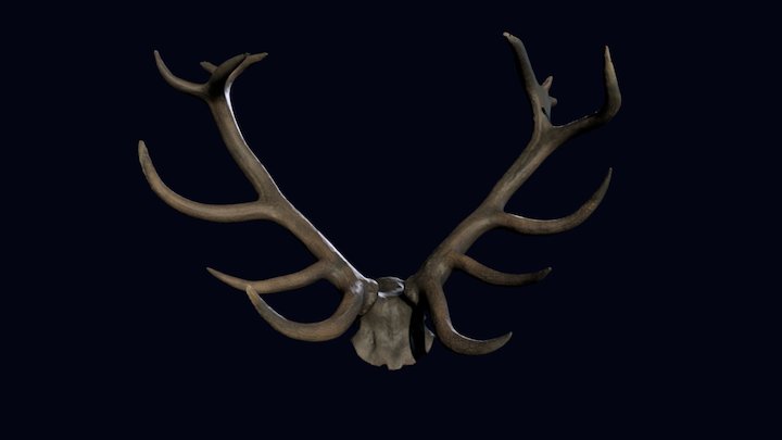 3.300 years old red deer antlers (UWTSD) 3D Model