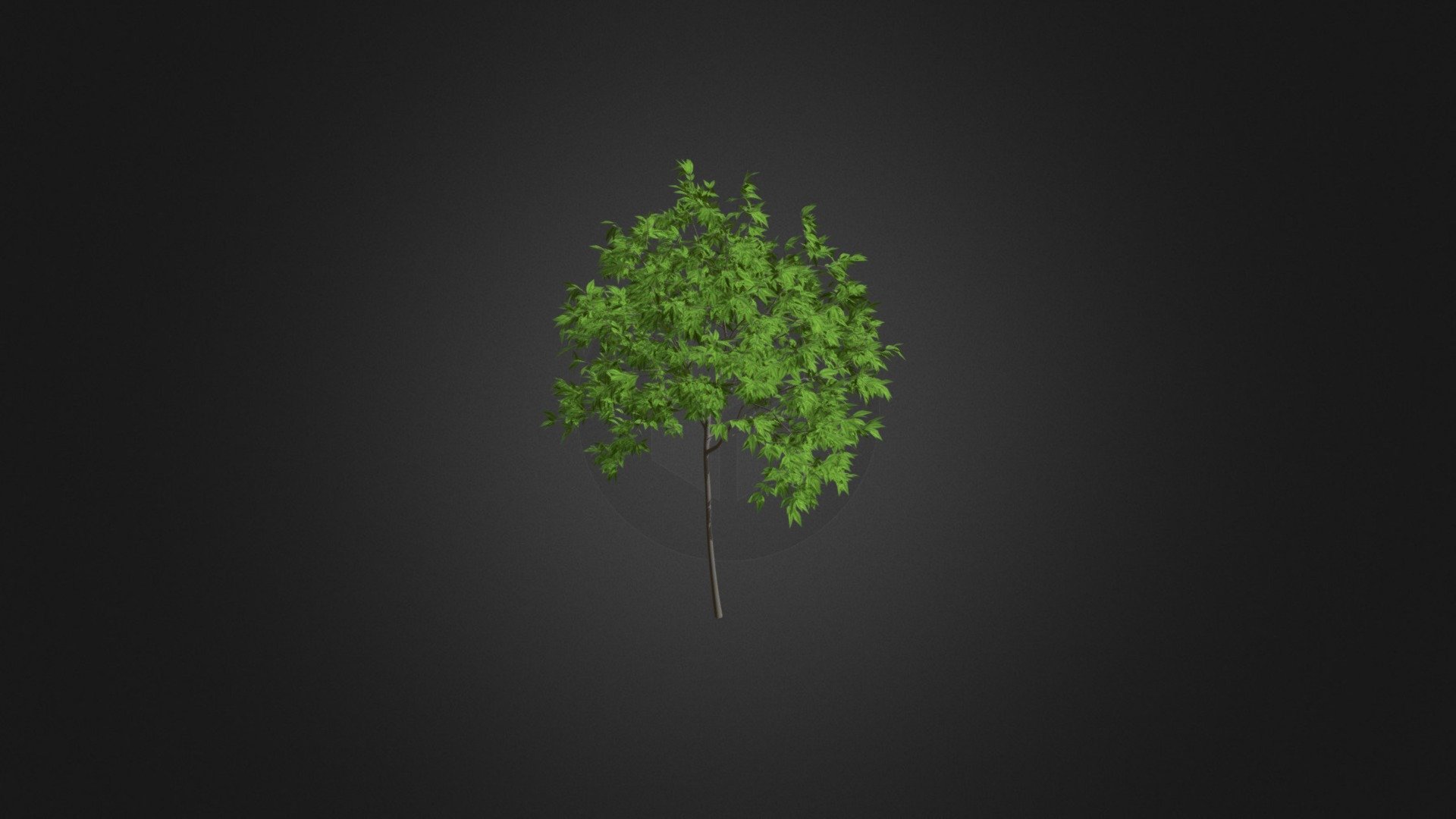 Cherry Tree 3D Model 2.5m - Buy Royalty Free 3D model by cgaxis ...