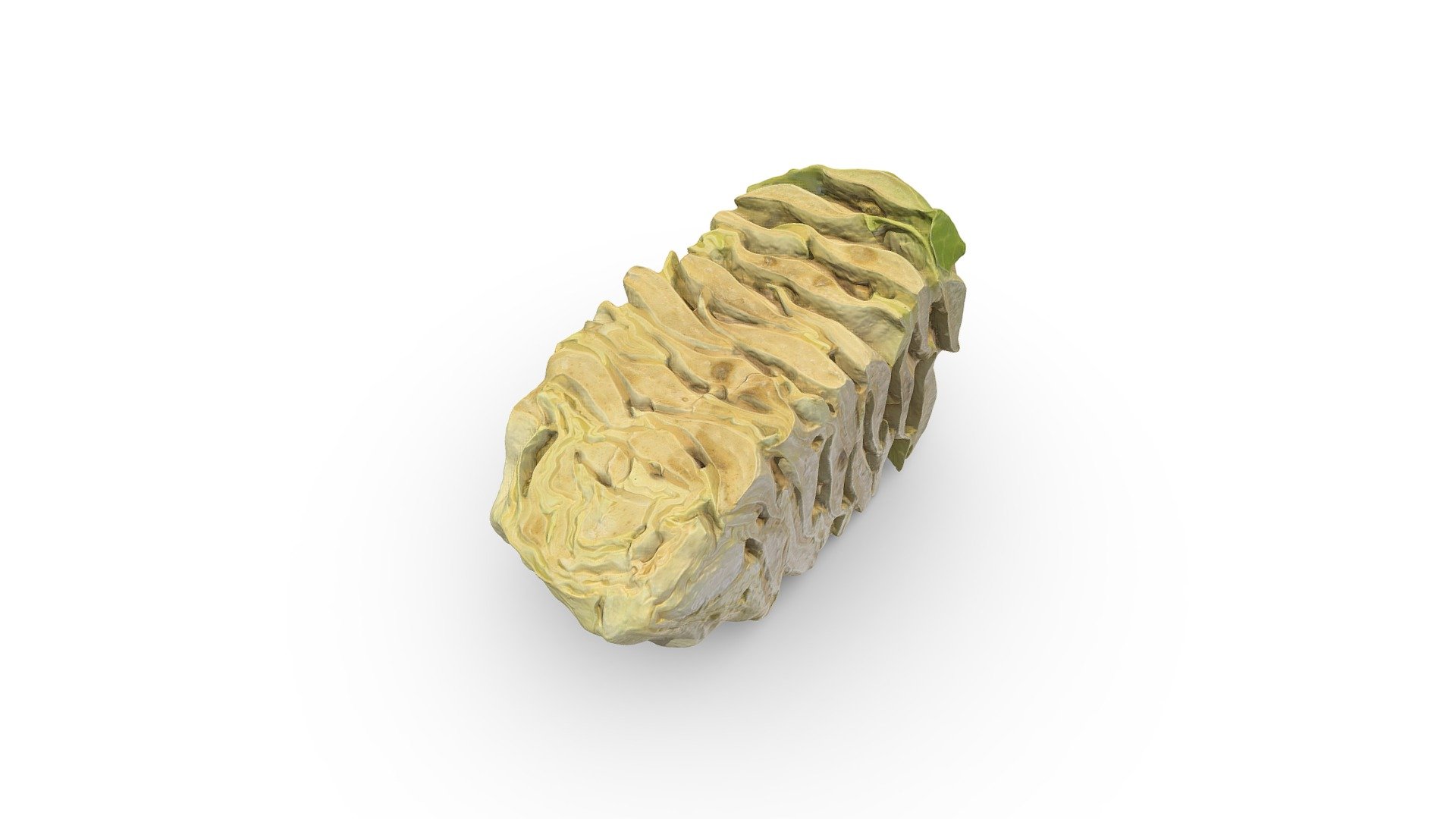 Cabbage Stalk - 3D model by RawCatalog.com (@rawcatalog) [37b2c04 ...