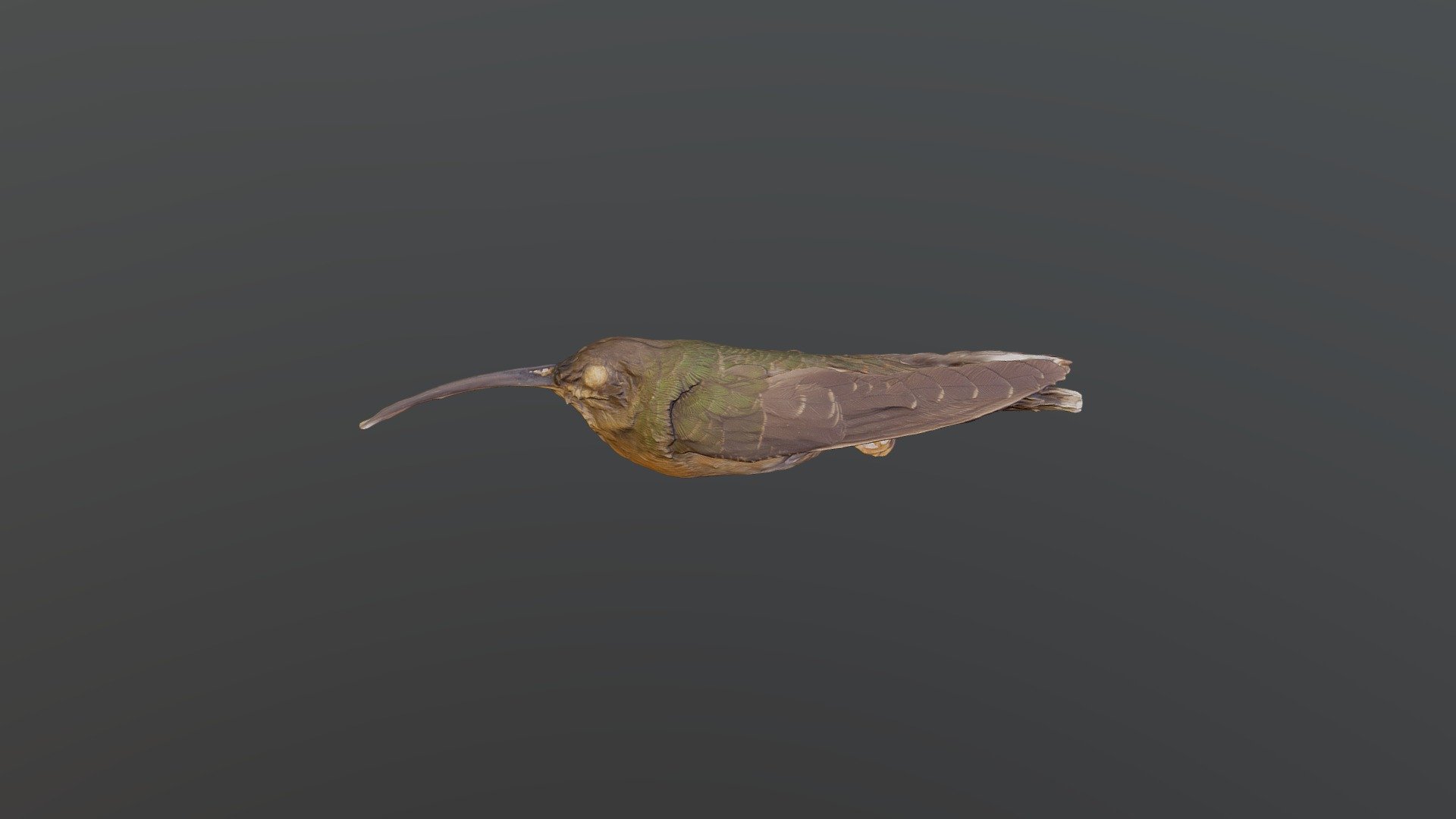 Hairy Hermit - Glaucis hirsutus