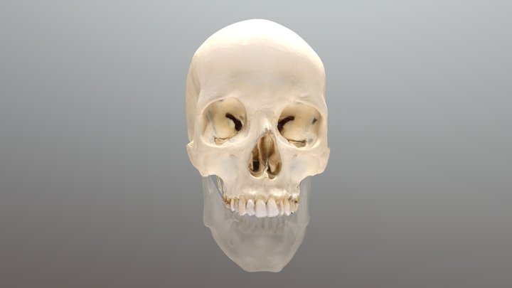 Skull, mandible transparent 3D Model
